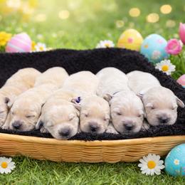 Girl 2 - Light golden female Golden Retriever puppy in Angier, North Carolina from Howard's Retrievers