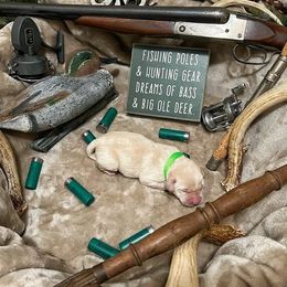 Labrador Retriever Puppies from Corey Shaylor's Labrador Retrievers