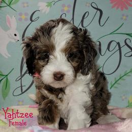 Yahtzee - Chocolate Merle - Merle female Australian Labradoodle puppy in Beecher, Illinois from Erica’s Doodles