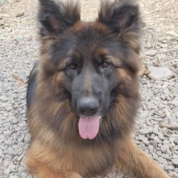 Indi - German Shepherd