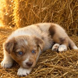 Trump - Red merle male Border Collie puppy in Lakeport, California from Akins Aussies/Wild Rose Ranch
