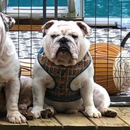 Bulldogs and French Bulldogs from Rocky Top Bulldogs
