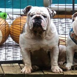 Bulldogs and French Bulldogs from Rocky Top Bulldogs