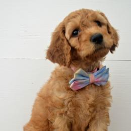 Goldendoodle Puppies from Em & El Doodles