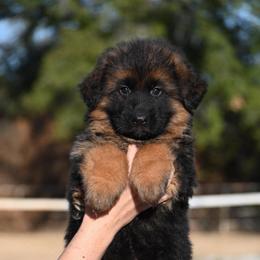 Marvin - Black and red male German Shepherd puppy in Azle, Texas from Alsup German Shepherds