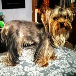 Yorkshire Terrier All Grown Up from Renee’s pawfectly pampered yorkies