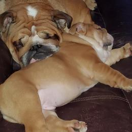 Bulldogs from Leann's Bulldogs