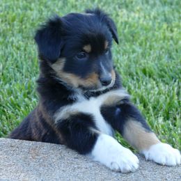 English Shepherd Puppies from Oerly's English Shepherds