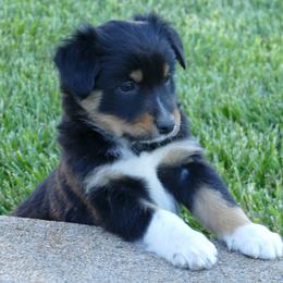 English Shepherd Puppies from Oerly's English Shepherds
