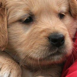Golden Retrievers from Fairview Goldens