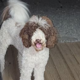 Rosie - Australian Labradoodle