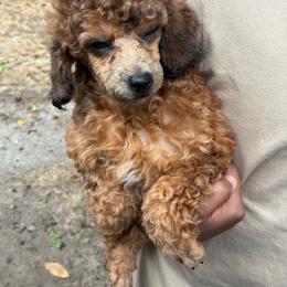 Deep mahogany Sable girl - Sable female Poodle puppy in Burien, Washington from South Sound Doodles