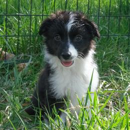Pupcake - Black & white male Miniature American Shepherd puppy in Detroit, Michigan from Double Moon