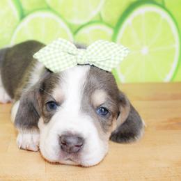Sadie - Blue tan and white female Basset Hound puppy in Antlers, Oklahoma from Rocking H