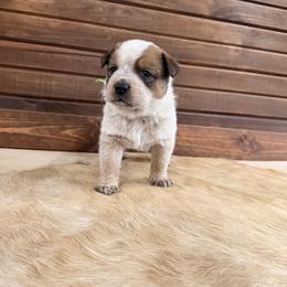 Green Collar - Red speckled male Australian Cattle Dog puppy in Nevada, Missouri from Back Road Dog Company, LLC