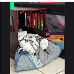 Dalmatian Puppies from Lone Star Dalmatians