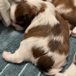 Shih Tzu Puppies from Wood Foo Breeders