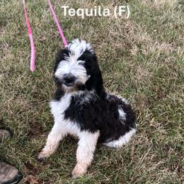 Tequila - Parti female Goldendoodle puppy in Water Valley, Mississippi from Olympian Doodles
