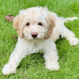 Australian Labradoodles from Skyedoodles Labradoodles