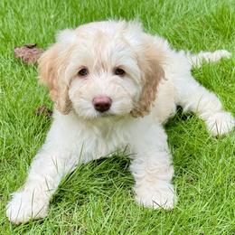 Australian Labradoodles from Skyedoodles Labradoodles
