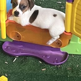 Border Collie and Jack Russell Terrier Puppies from CP FARMS BORDER COLLIES N JACKS CORP