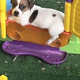 Border Collie and Jack Russell Terrier Puppies from CP FARMS BORDER COLLIES N JACKS CORP