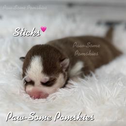 Sticks - Red and white female Pomsky puppy in Krum, Texas from Paw-Some Pomskies