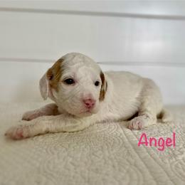 Angel - Parti female Goldendoodle puppy in Stanford, Kentucky from Holloway Goldendoodles
