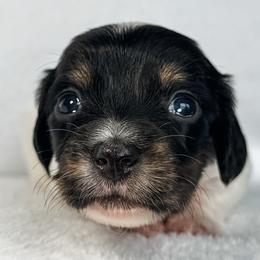 Pterodactyl - Piebald female Dachshund puppy in Winamac, Indiana from WZ Kennels