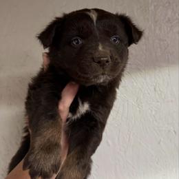 Red Tri 3 - Red tri-color male Australian Shepherd puppy in Archie, Missouri from Beachin' Aussies