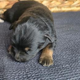 Elizabeth Taylor - Black tri female Miniature Australian Shepherd puppy in Paris, Texas from Blue Envy Mini Aussies