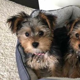 Yorkshire Terriers from Debbie's Yorkies