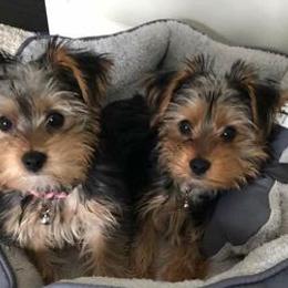 Yorkshire Terriers from Debbie's Yorkies