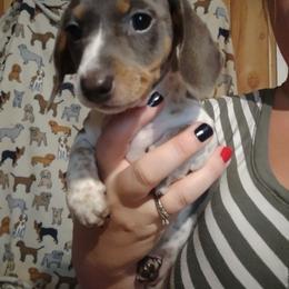 Dachshund and Poodle Puppies from Norman's Mini doxies