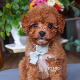 Goalie - Red male Cavapoo puppy in Salado, Texas from Red Ranch Dogs
