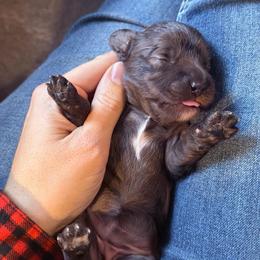Gnocchi - Merle female Cavapoo puppy in Battle Lake, Minnesota from Panda Puppies