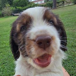 Jasper - Liver and white male English Springer Spaniel puppy in Hephzibah, Georgia from Sidel's Springers