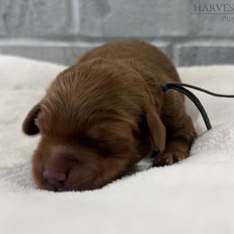Gray Collar Boy - Red  male Goldendoodle puppy in Pleasant Hill, Iowa from Harvest Creek