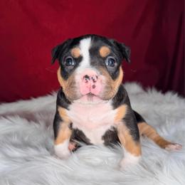 Obara - Black tri-color female American Bully puppy in Nashville, Tennessee from SimplyBullies