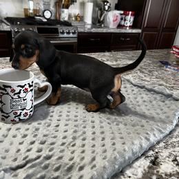 Dachshund Puppies from Dachshund Family Love Breeders