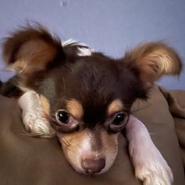 Hulk - Chihuahua