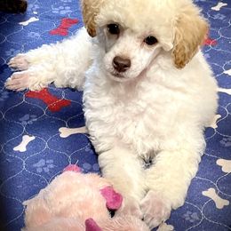 Miniature Australian Shepherd, Poodle, and Toy Australian Shepherd Puppies from Donna’s Aussies & Pink Heart Poodles