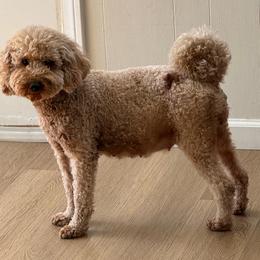 Luna - Poodle
