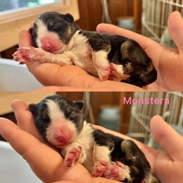 Monstera - Black and white female Border Collie puppy in Santa Cruz, California from Von Guadachi German Shepherds & Audacity Border Collies