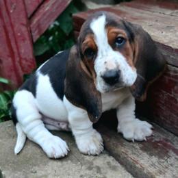 Linus - Black brown and white male Basset Hound puppy in West Chester, Ohio from Bed-N-Bassets