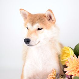 Juna - Shiba Inu