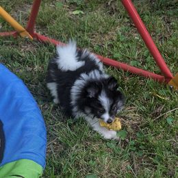 Canvas - Black parti female Pomeranian puppy in University City, Missouri from Textilepoms