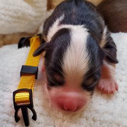 Miniature Australian Shepherd Puppies from Barnyard Mini Aussies