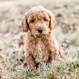 Cavapoo and Goldendoodle Puppies from A2Z Doodles