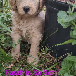 Goldendoodle Puppies from Bee At Ease Farm & Kennel